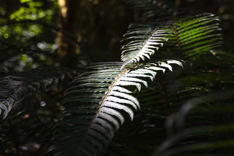 Licht im Schatten